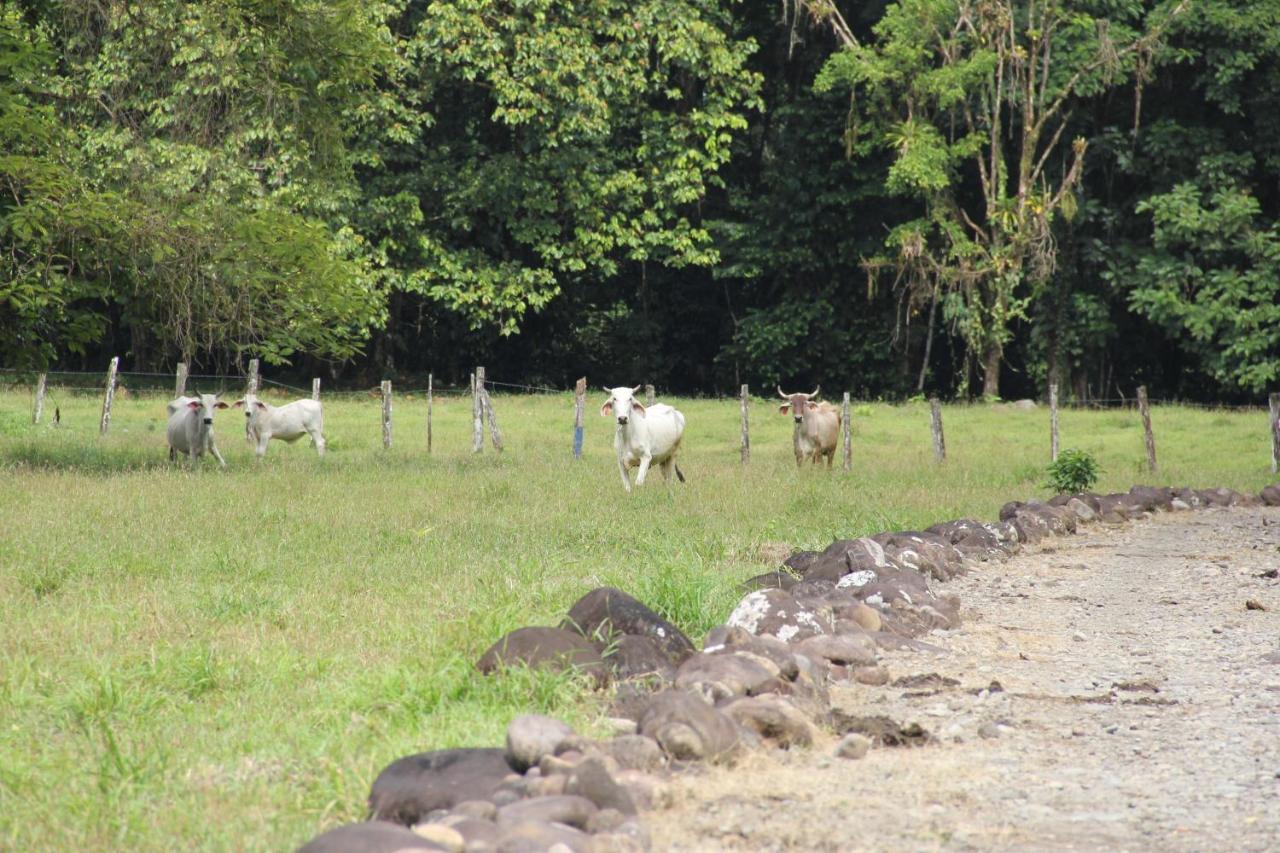 Horquetas River Lodge Sarapiqui Exterior photo